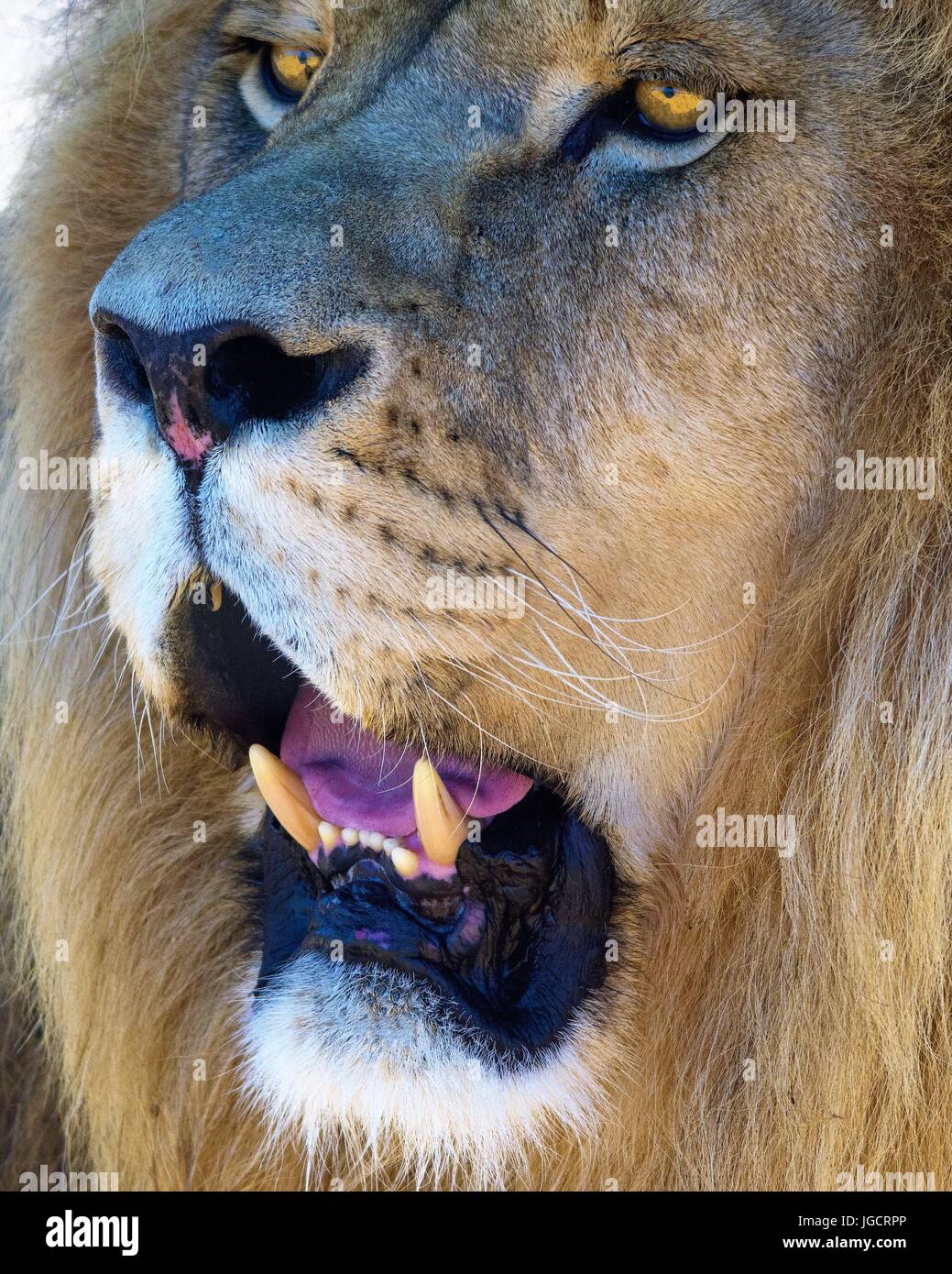 Extreme close-up di una testa di leone, Limpopo, Sud Africa Foto Stock