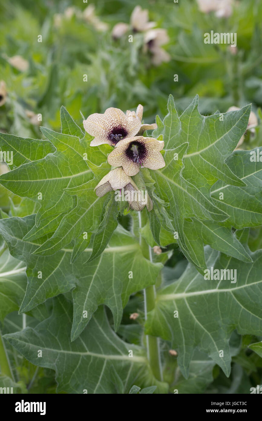 Schwarzes Bilsenkraut, Bilsenkraut, Bilsen-Kraut, "Hexenkraut", Hyoscyamus niger, henbane, maleodoranti nightshade, black henbane, La jusquiame noire, NAC Foto Stock