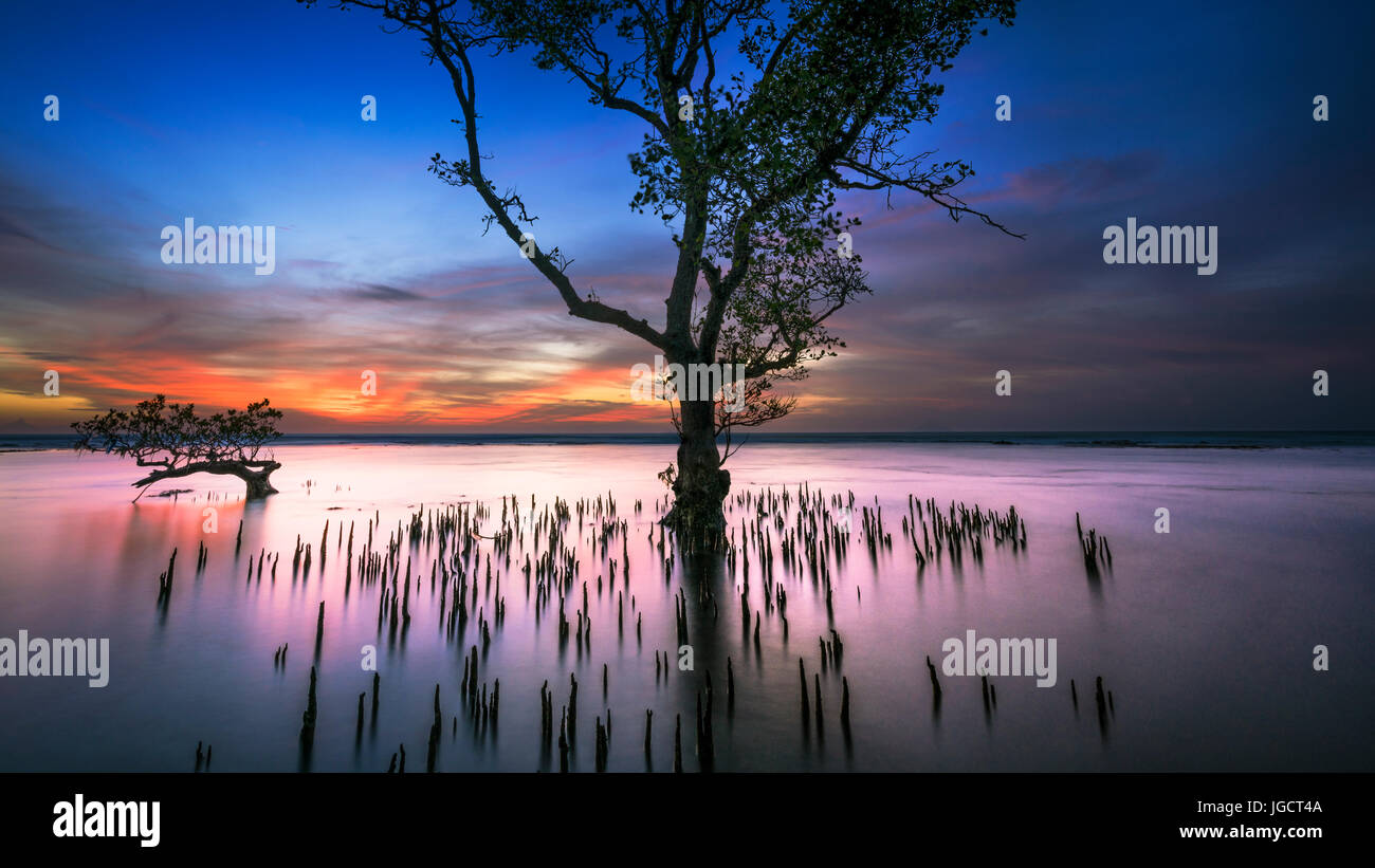 Albero in mare al tramonto, West Java, Indonesia Foto Stock