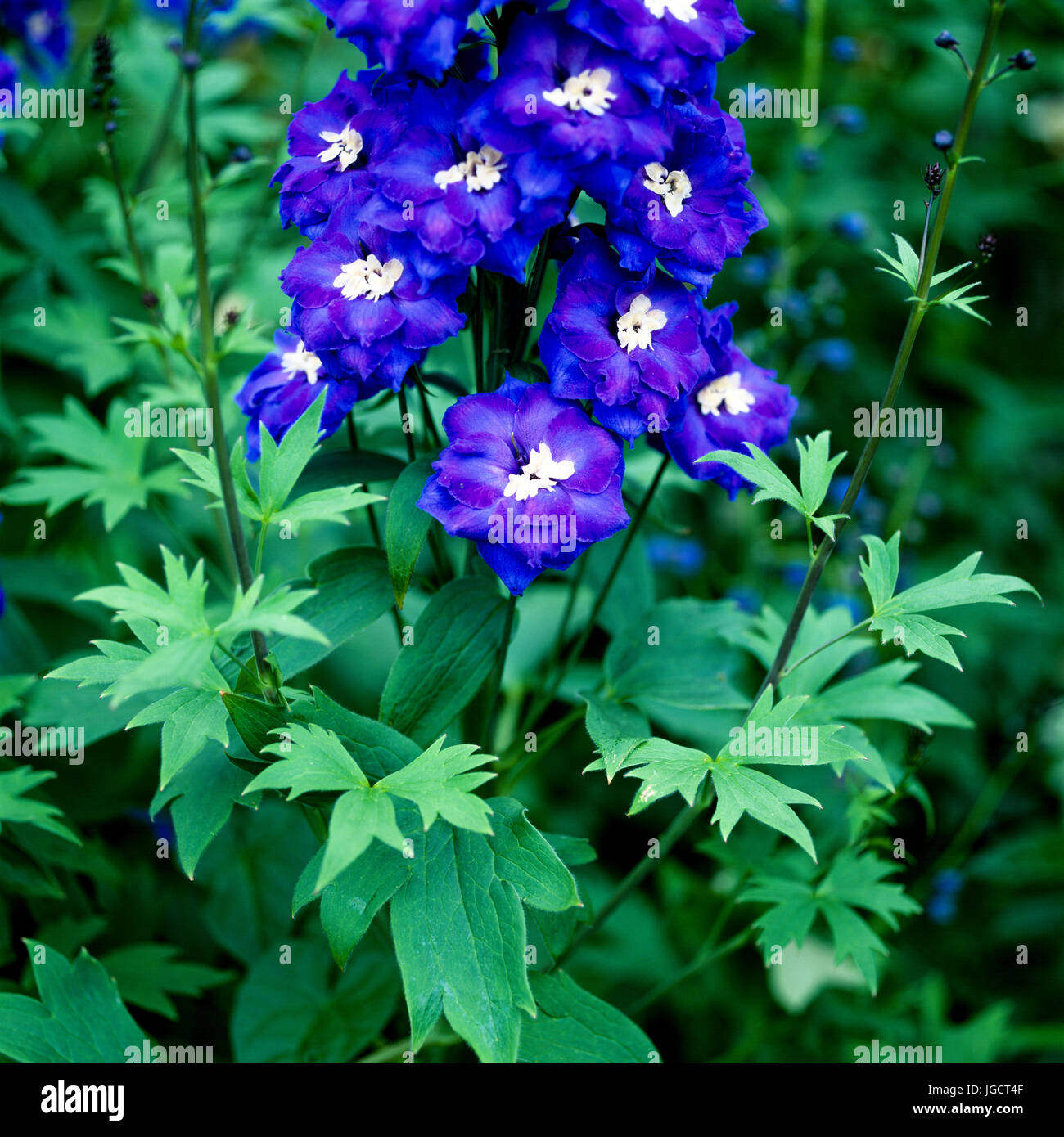 Close-up di fiori viola Foto Stock