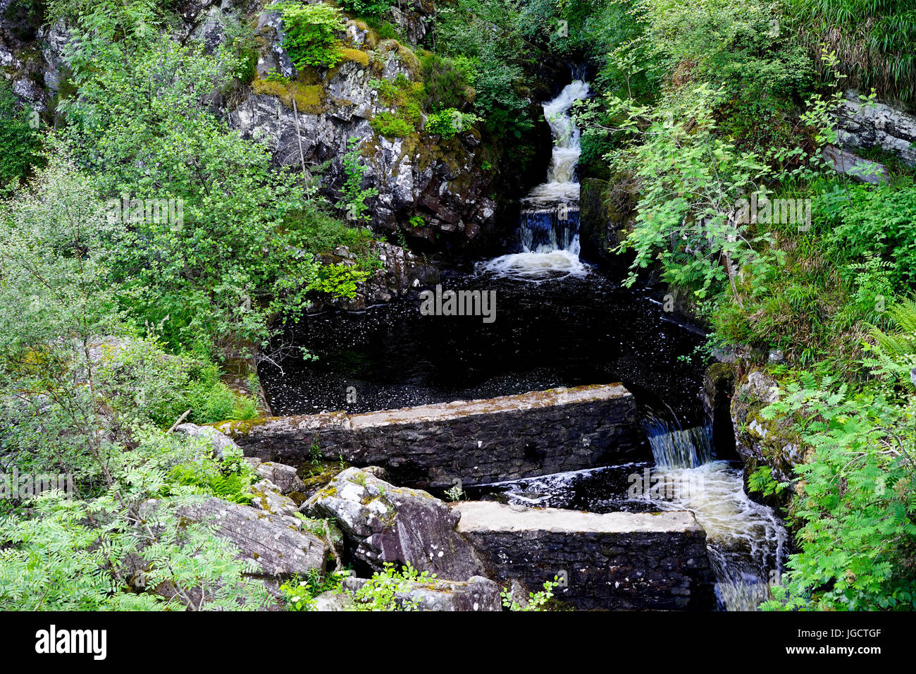 La scaletta di salmone in corrispondenza del lato di Rogie Falls, acqua nera, Ross-Shire, Highlands, Scotland, Regno Unito. Foto Stock
