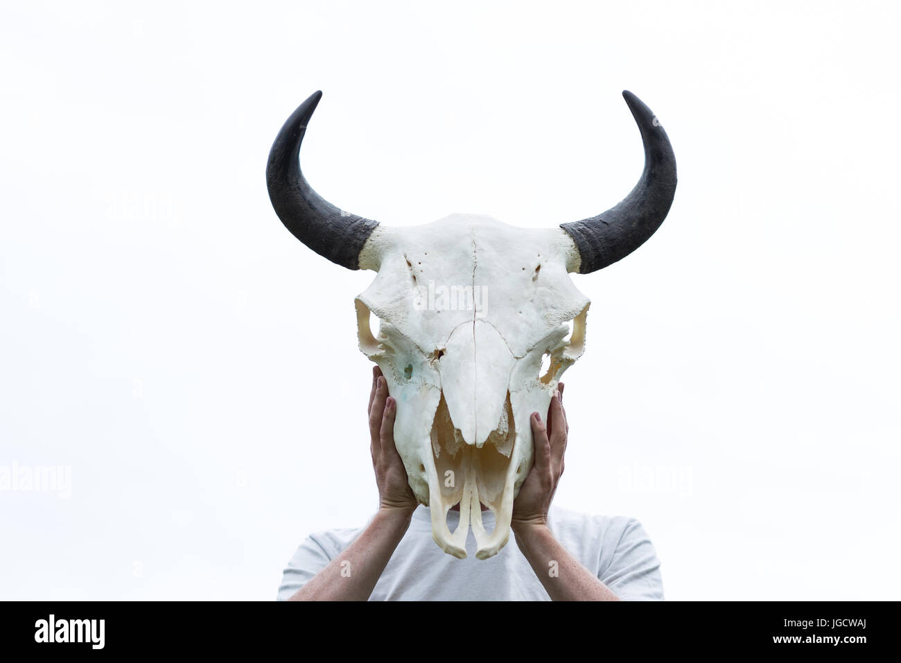 Uomo in possesso di un cranio di bisonte nella parte anteriore della sua testa Foto Stock