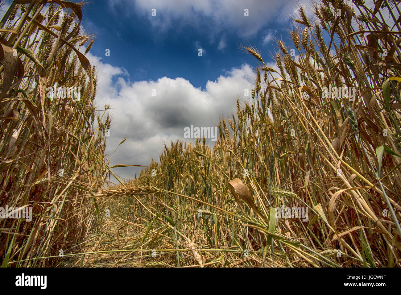 Close-up di un campo di grano, San Giuliano Nuovo, Piemonte, Italia Foto Stock