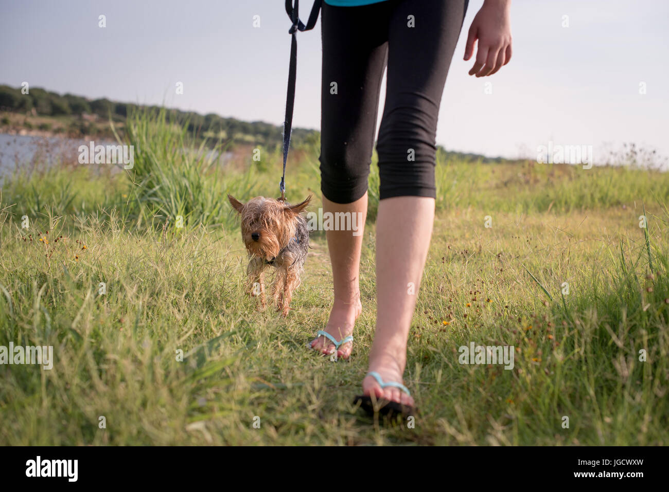 Ragazza camminare un wet yorkie cucciolo di cane, Texas, America, STATI UNITI D'AMERICA Foto Stock