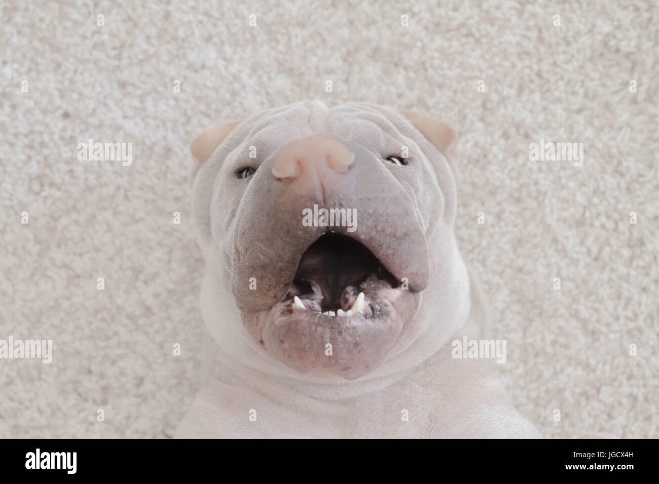 Shar-pei cane sdraiato su un tappeto con una bocca aperta Foto Stock