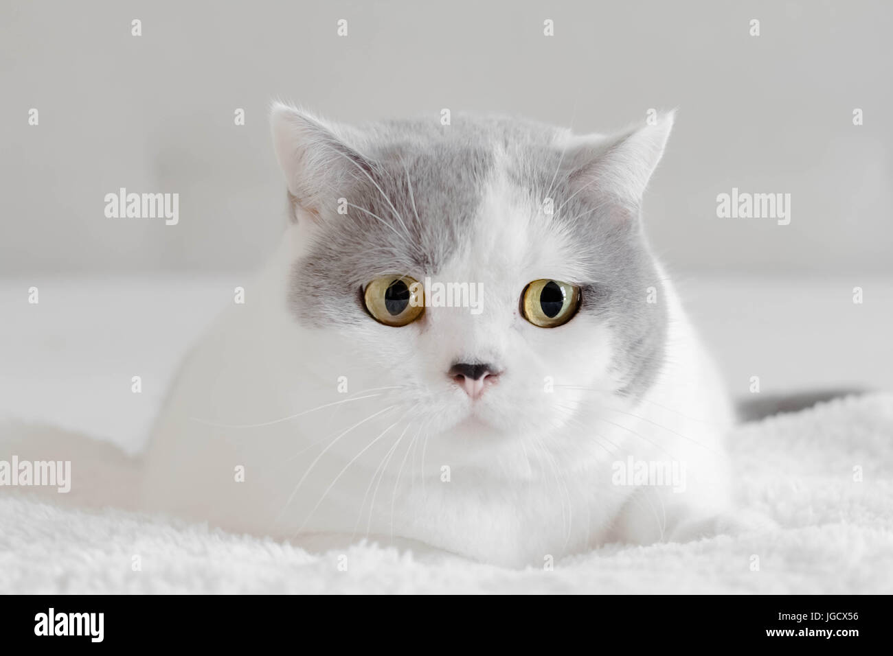 Ritratto di un British Shorthair cat Foto Stock