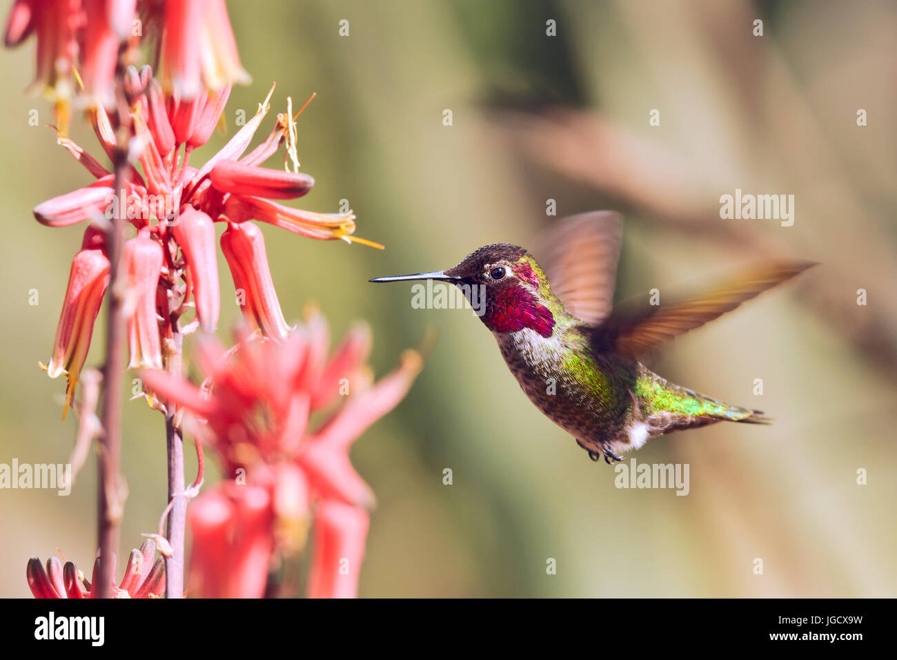 Hummingbird passando da fiori di Aloe, Arizona, America, STATI UNITI D'AMERICA Foto Stock