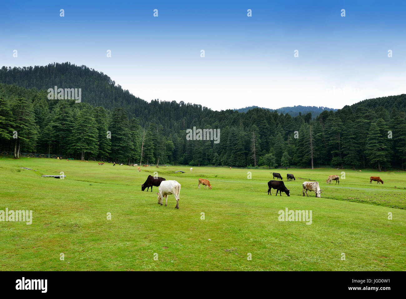 Bestiame al Khajjiar Hill Station vicino a Dalhousie Foto Stock