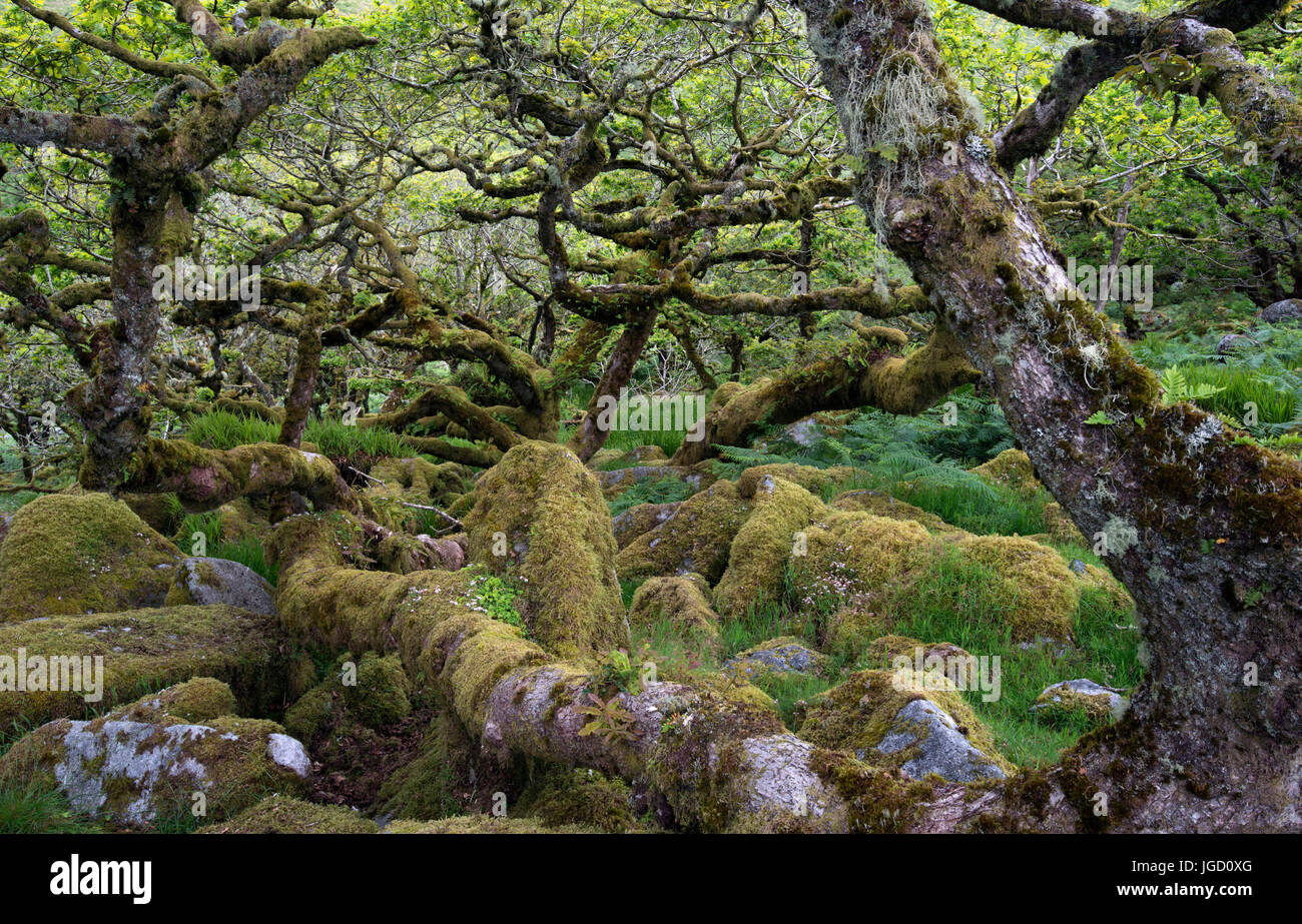 Wistman il legno, Dartmoor, Devonshire, UK, una zona di antichi oakwoods, con leggende e miti e collegamento alla Druids Foto Stock