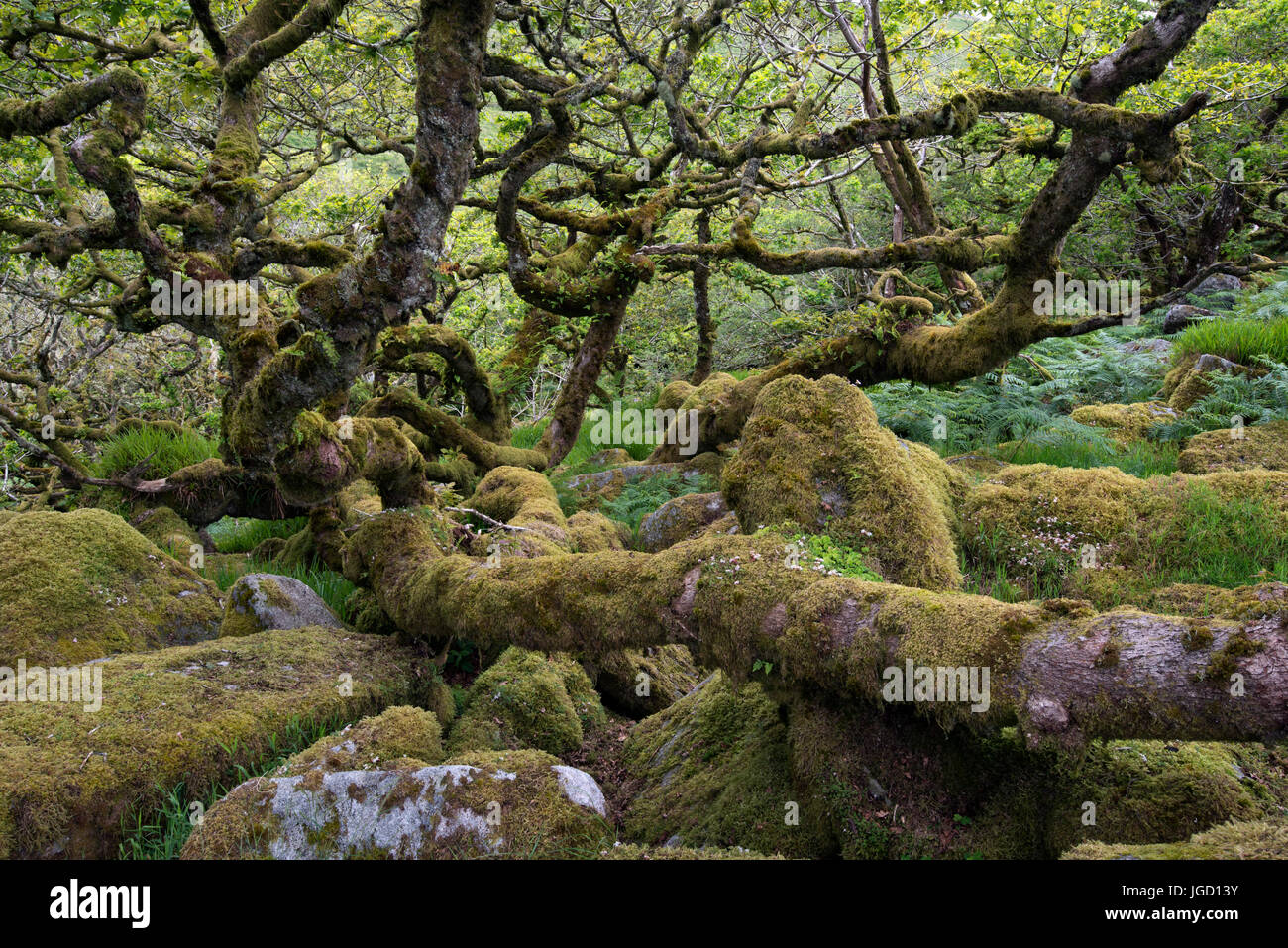Wistman il legno, Dartmoor, Devonshire, UK, una zona di antichi oakwoods, con leggende e miti e collegamento alla Druids Foto Stock