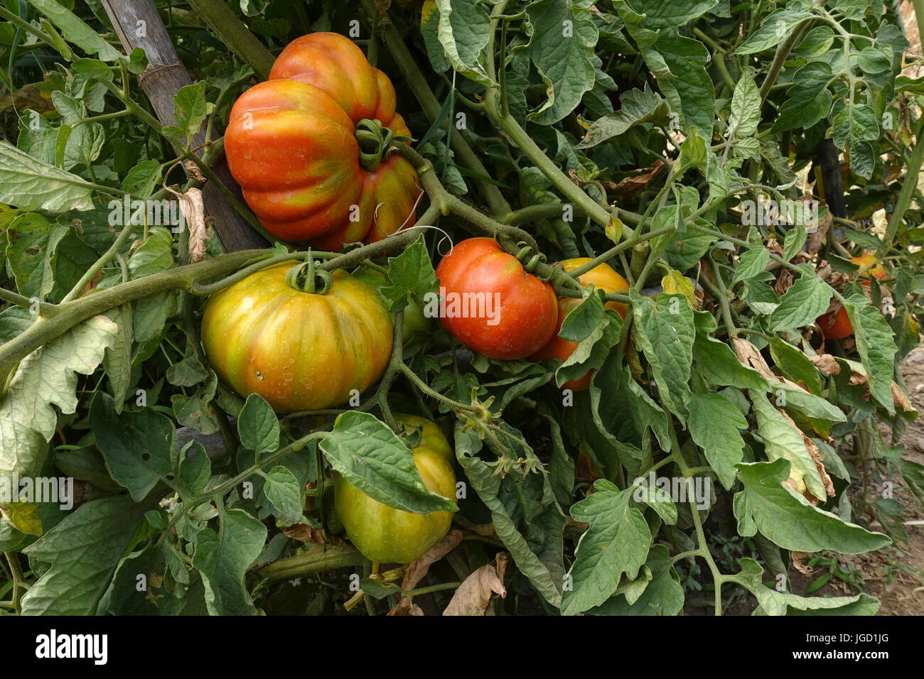 Carni bovine i pomodori maturazione sulla pianta di pomodoro, Solanum lycopersicum, Andalusia, Spagna Foto Stock