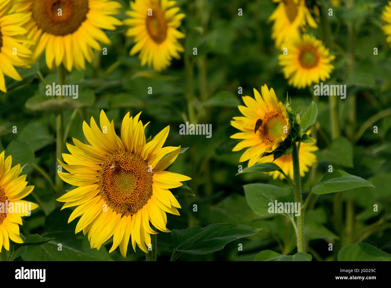 Campo di girasoli nel territorio del Monferrato, in Piemonte,Italia, Patrimonio Mondiale dell Unesco Foto Stock