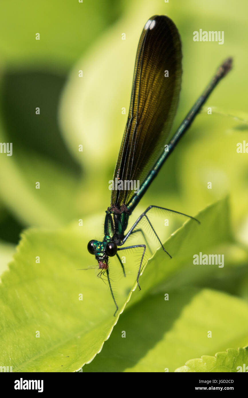 Jewelwing ebano Foto Stock