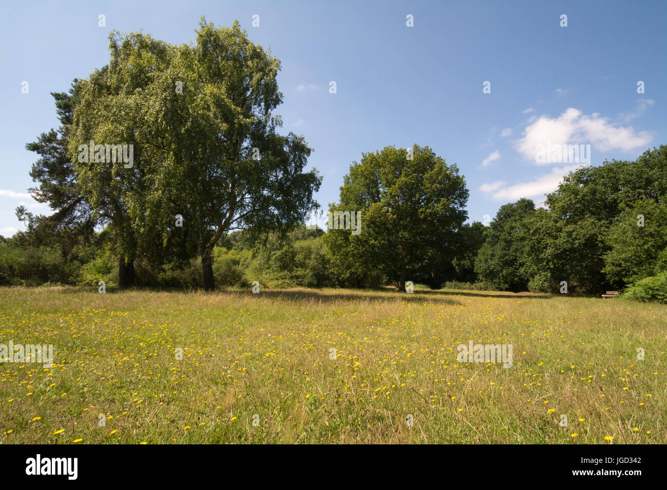 Yateley comune Paese Park, Hampshire, Regno Unito, in estate Foto Stock