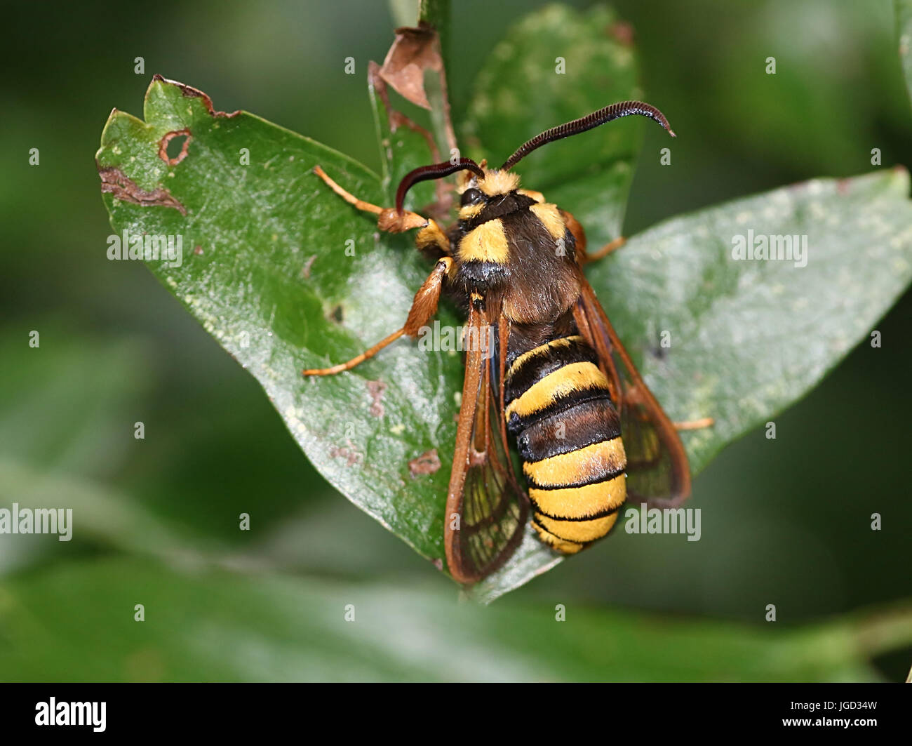 Unione Hornet moth o Hornet Clearwing (Sesia apiformis), un giorno-attiva la tignola mimare un grande bee o hornet. Foto Stock