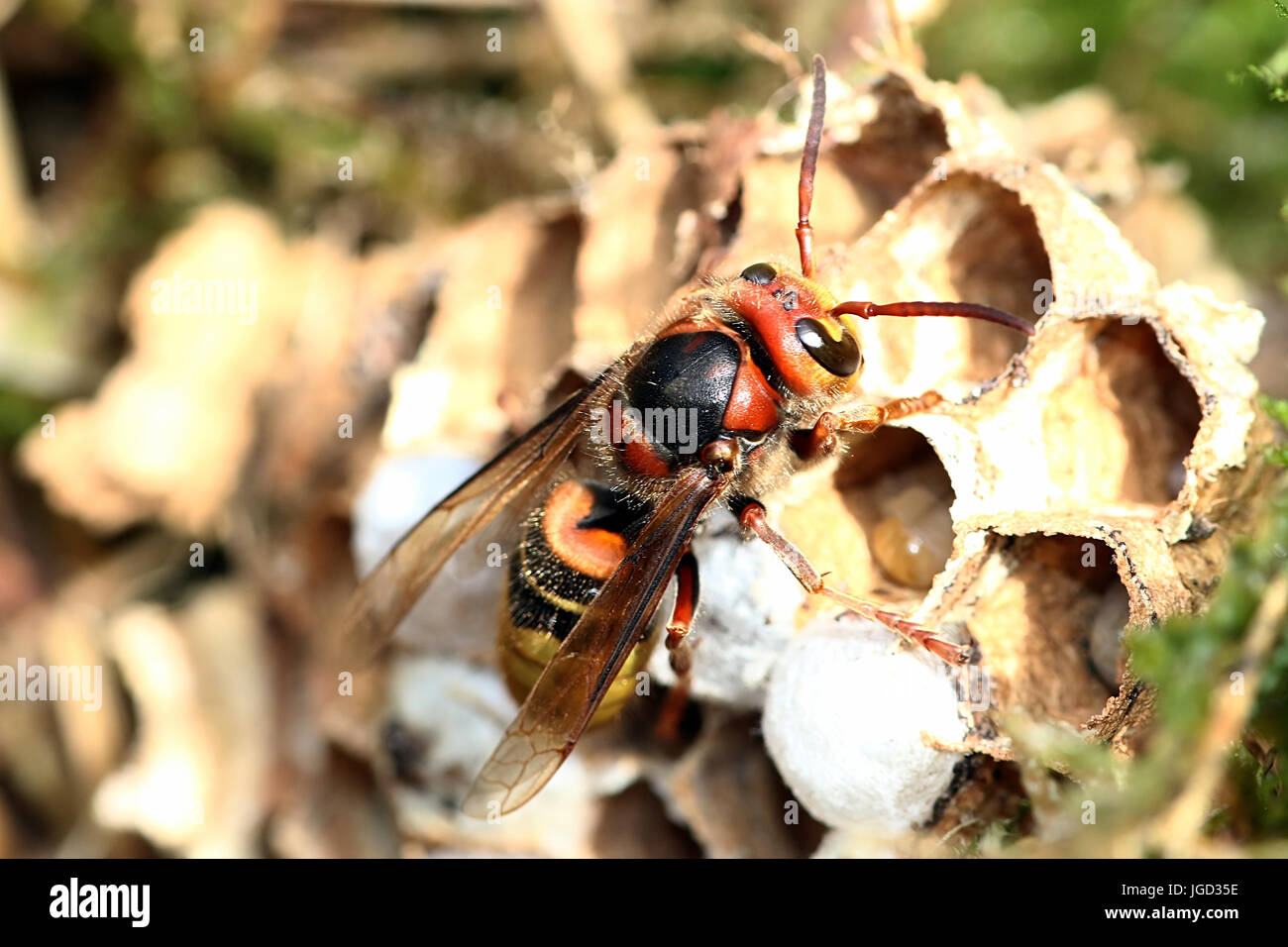 Unione hornet lavoratore (Vespa crabro) occupato di costruire un nido. Foto Stock
