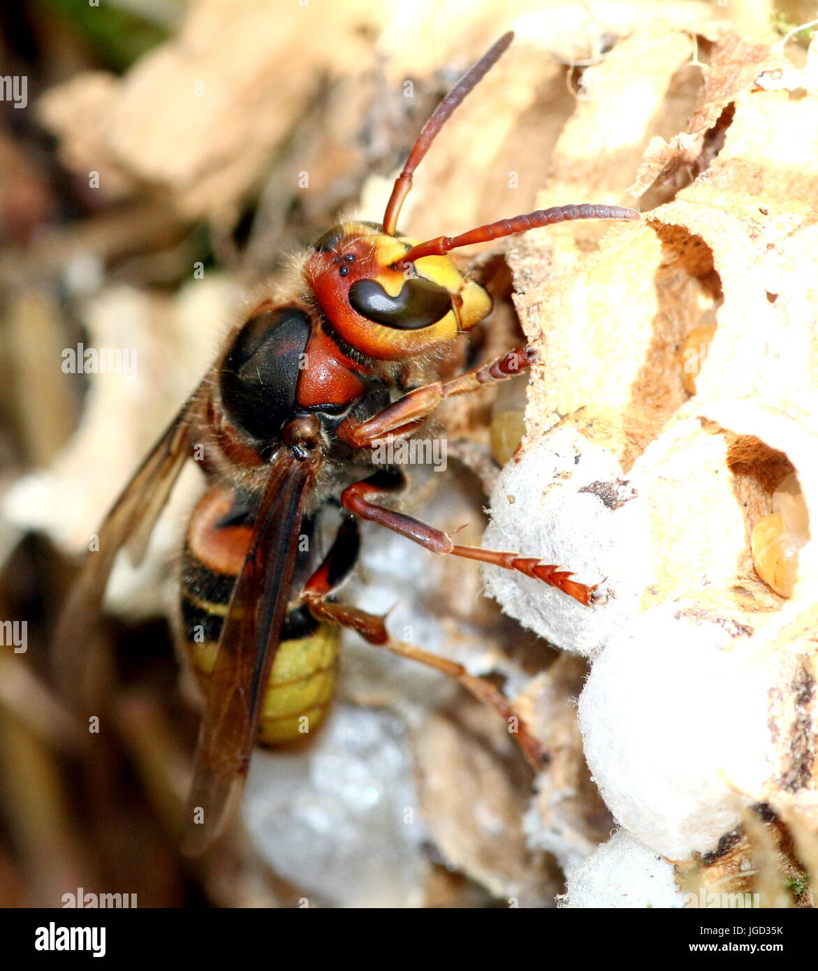 Unione hornet lavoratore (Vespa crabro) occupato di costruire un nido. Foto Stock