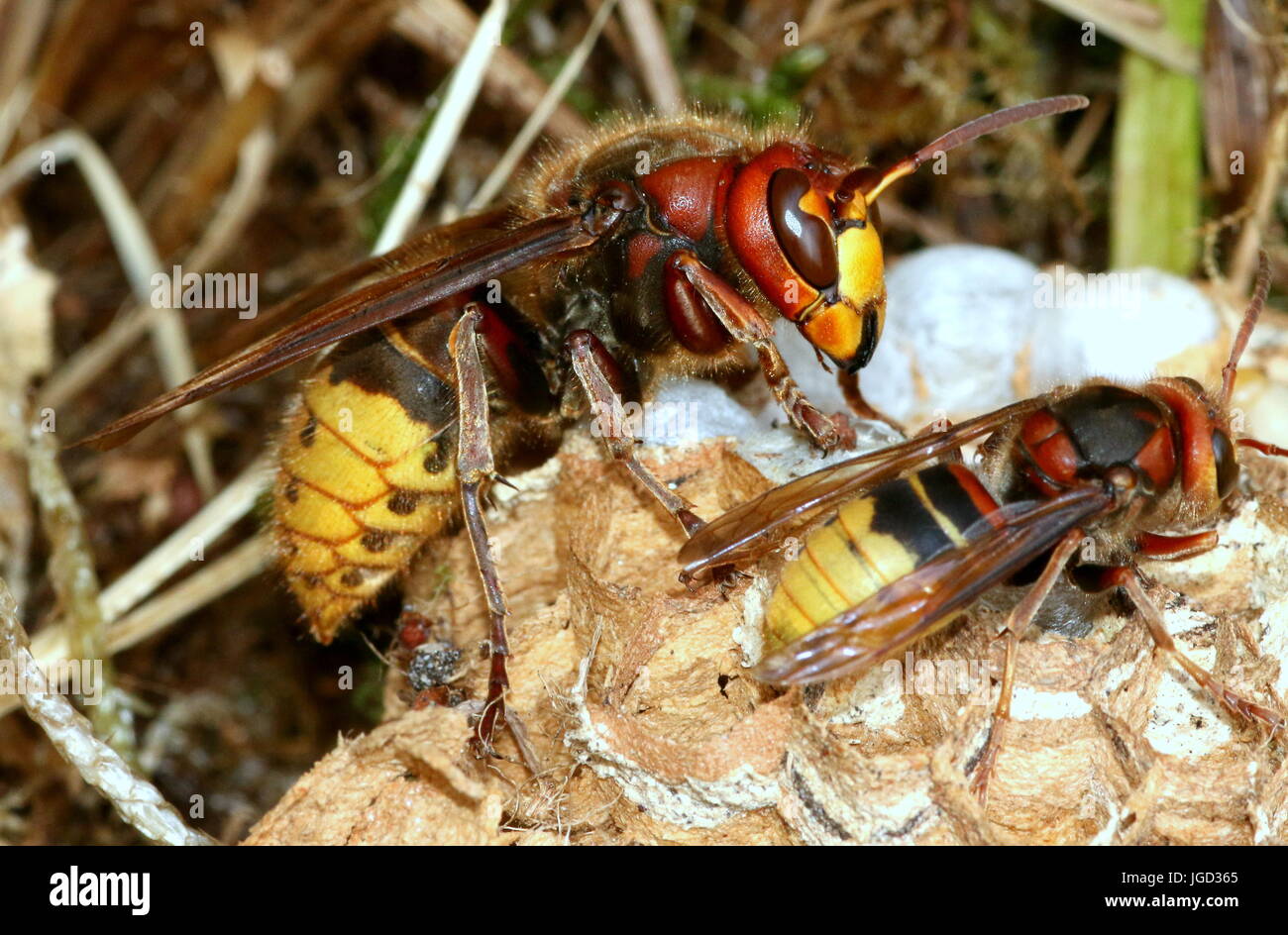 Regina Unione hornet (Vespa crabro) e una minore lavoratore occupato a  costruire un nido Foto stock - Alamy