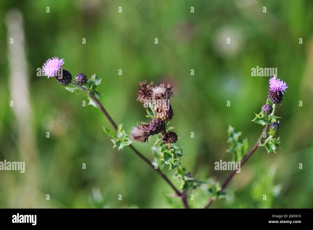 Creeping thistle (Cirsium arvense) Foto Stock