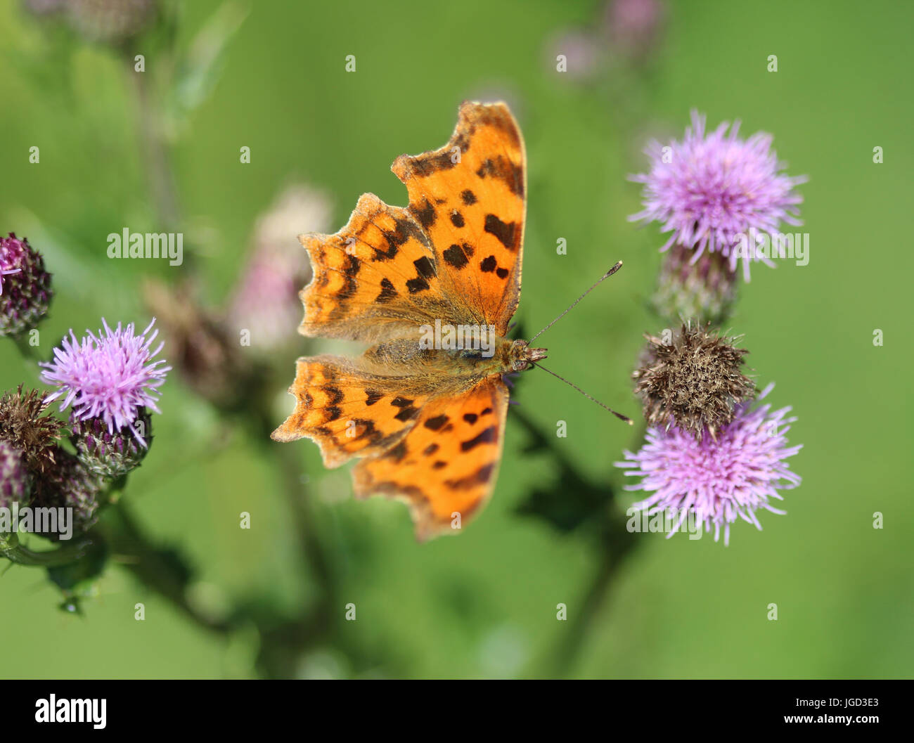 Farfalla di virgola Foto Stock