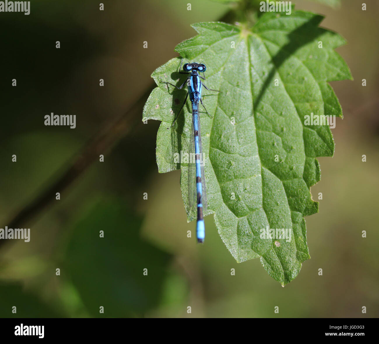 Enallagma cyathigerum Foto Stock