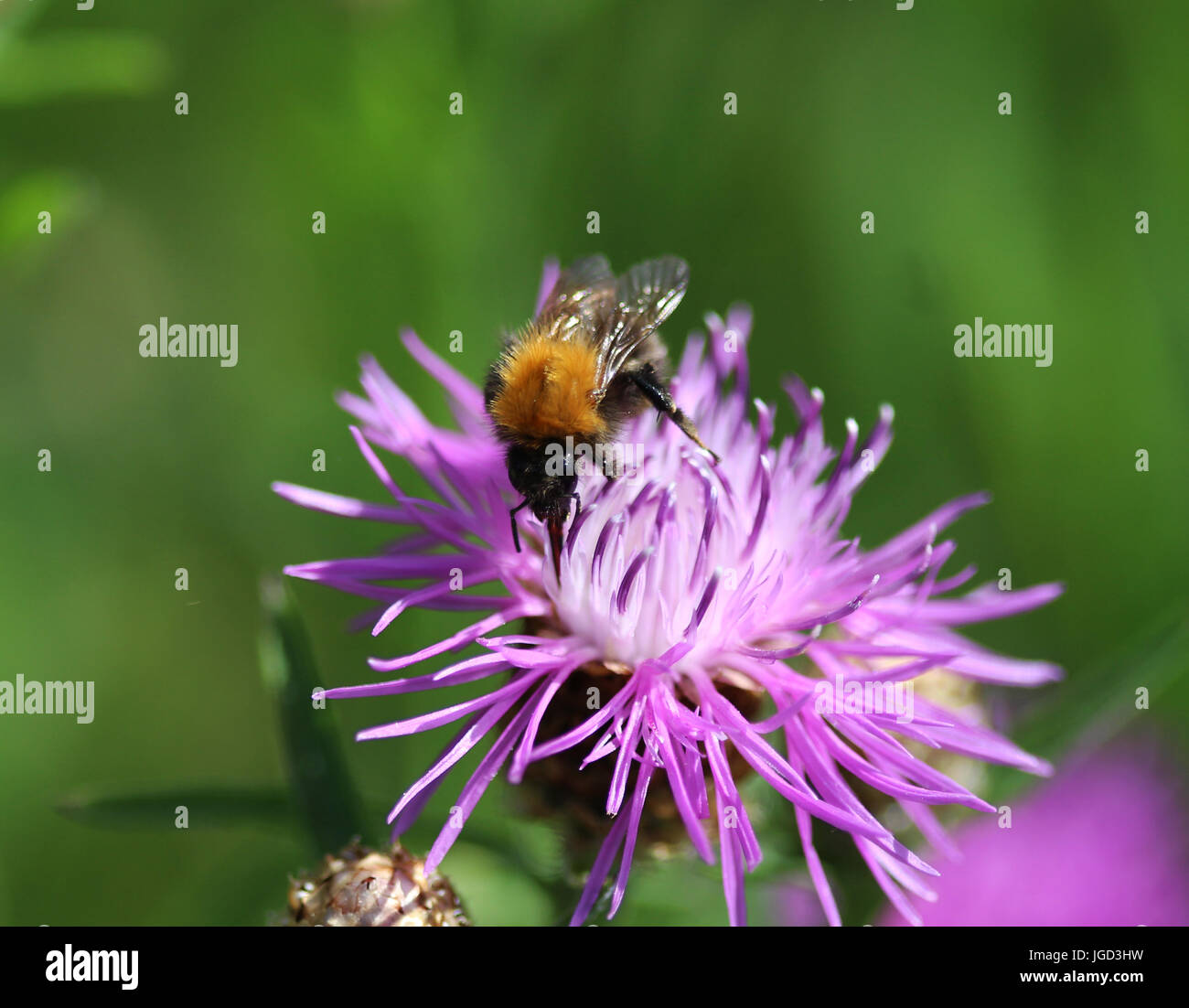 Bombus terrestris Foto Stock