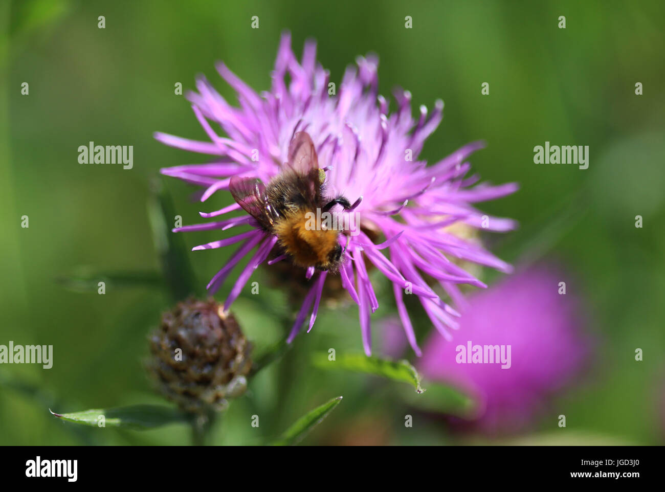 Bombus terrestris Foto Stock