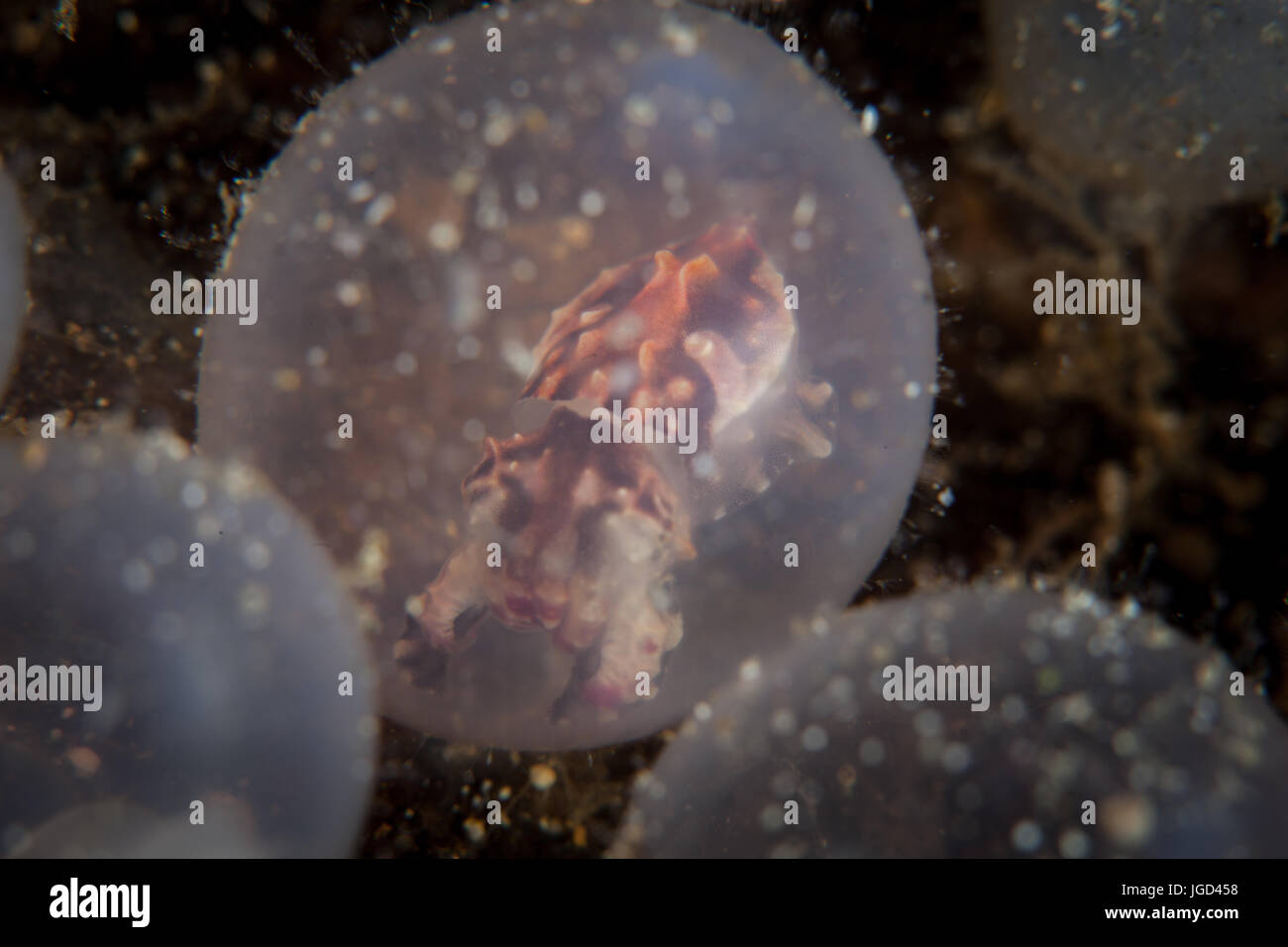 Il fiammeggiante seppie embrione attende al portello nello stretto di Lembeh, Indonesia. Questa zona è conosciuta per la sua straordinaria biodiversità marina. Foto Stock