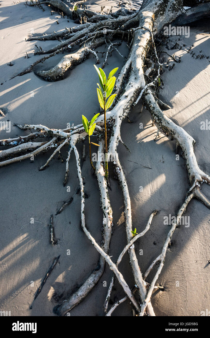 Mangrovie sul fiume Rio Preguica, Maranhao, nel nord del Brasile Foto Stock