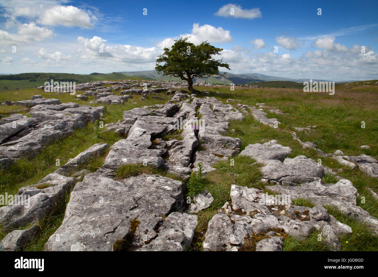 Winskill pietre e Lone Tree sulla pavimentazione di pietra calcarea, North Yorkshire Dales Foto Stock