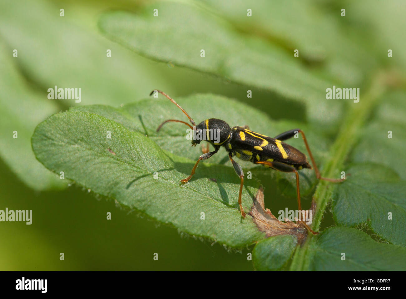 In prossimità di una vespa beetle (Clytus arietis) su una felce. Isolato su uno sfondo verde. Foto Stock