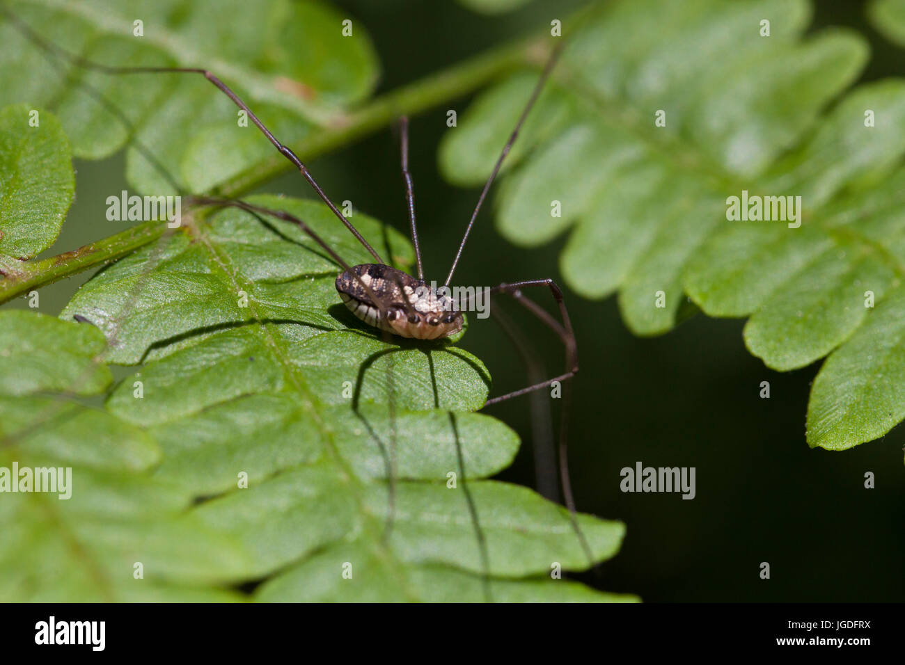 Close up di un ragno harvestmen (Phalangium opilio) su foglie di felce. Foto Stock