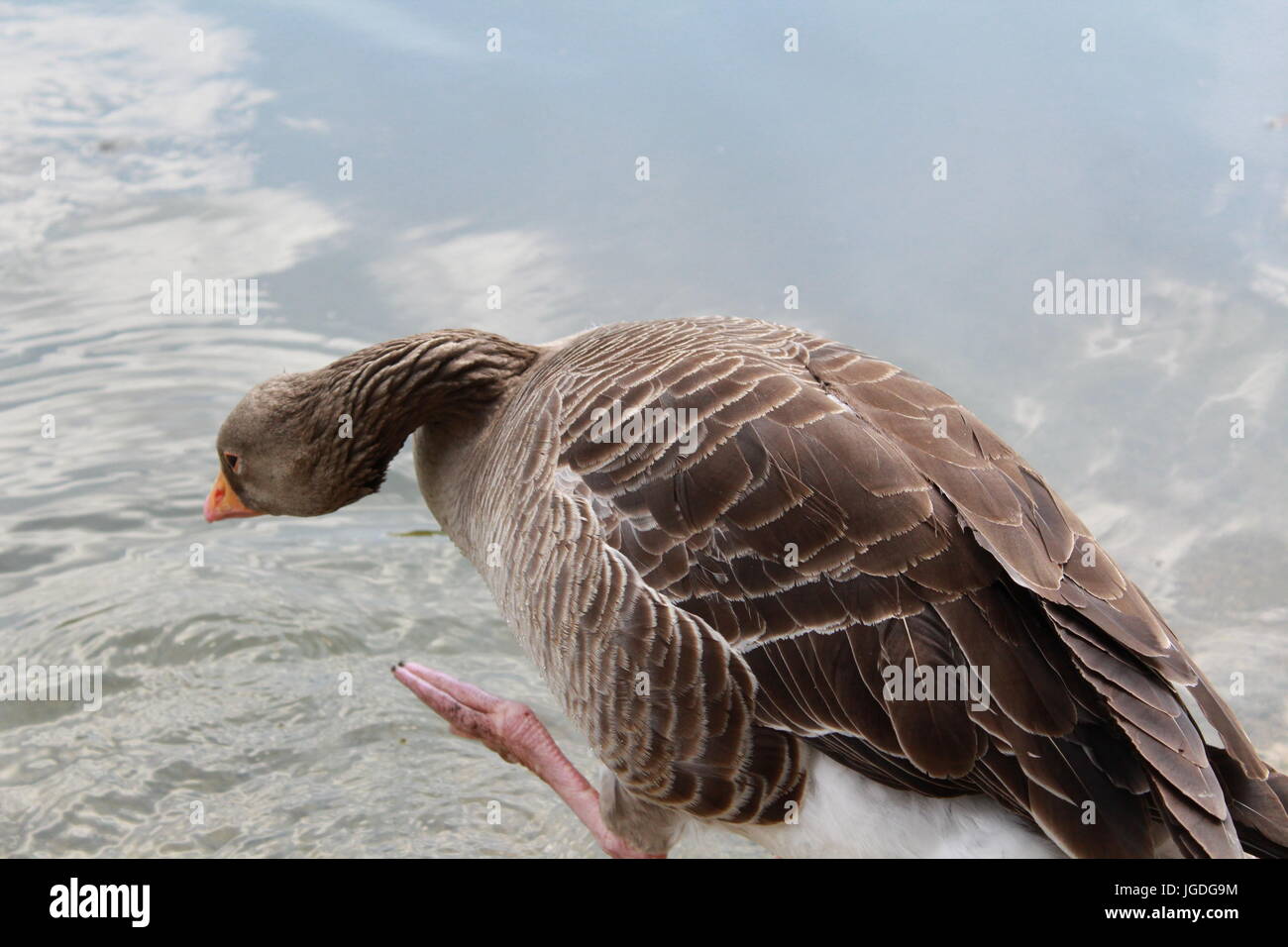 Goose entrata in acqua Foto Stock