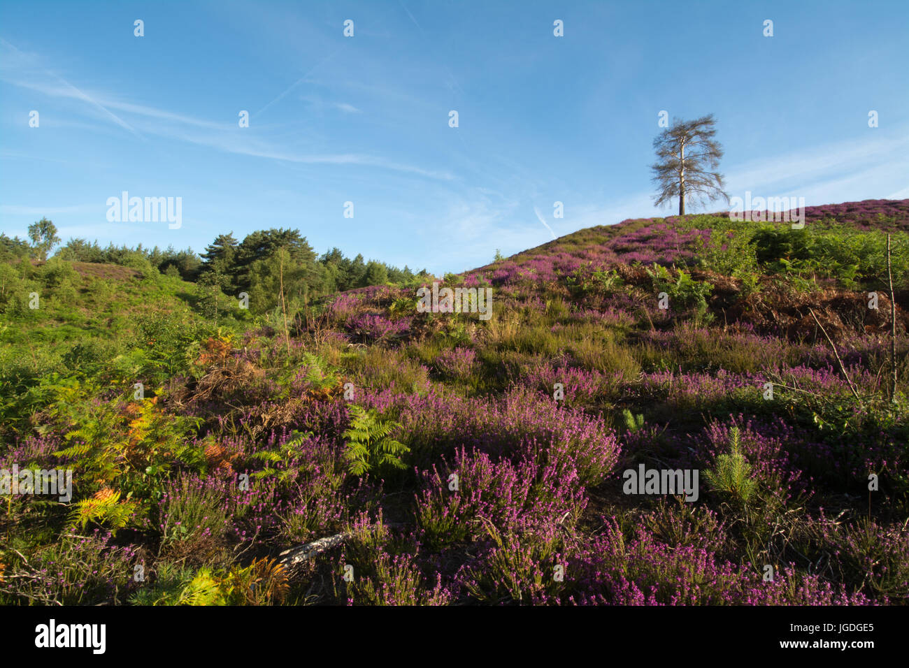 Vista su Ambersham comune nel South Downs National Park in estate con viola erica e colline, West Sussex, Regno Unito Foto Stock