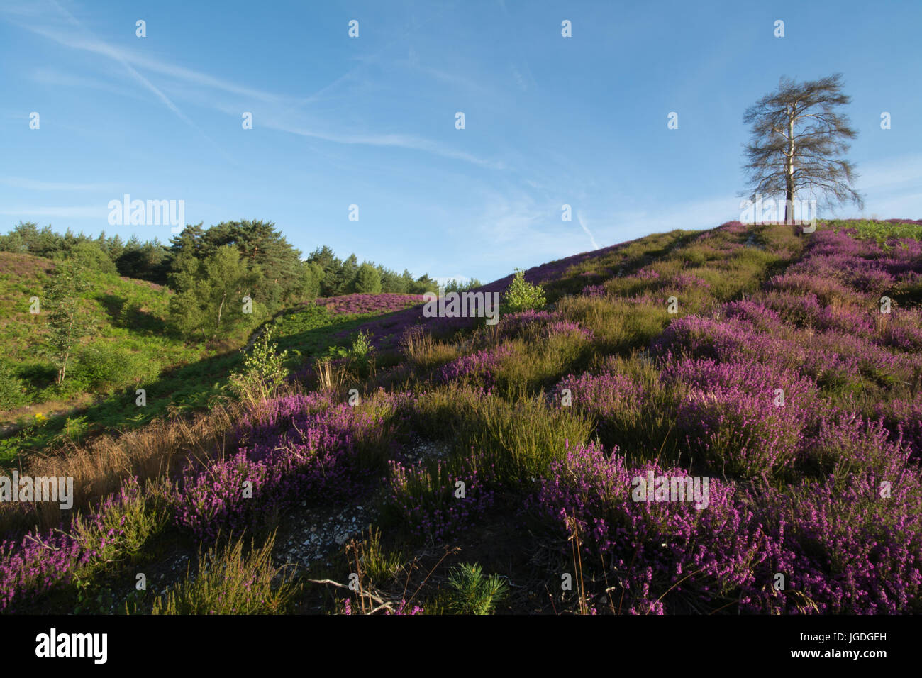 Vista su Ambersham comune nel South Downs National Park in estate con viola erica e colline, West Sussex, Regno Unito Foto Stock