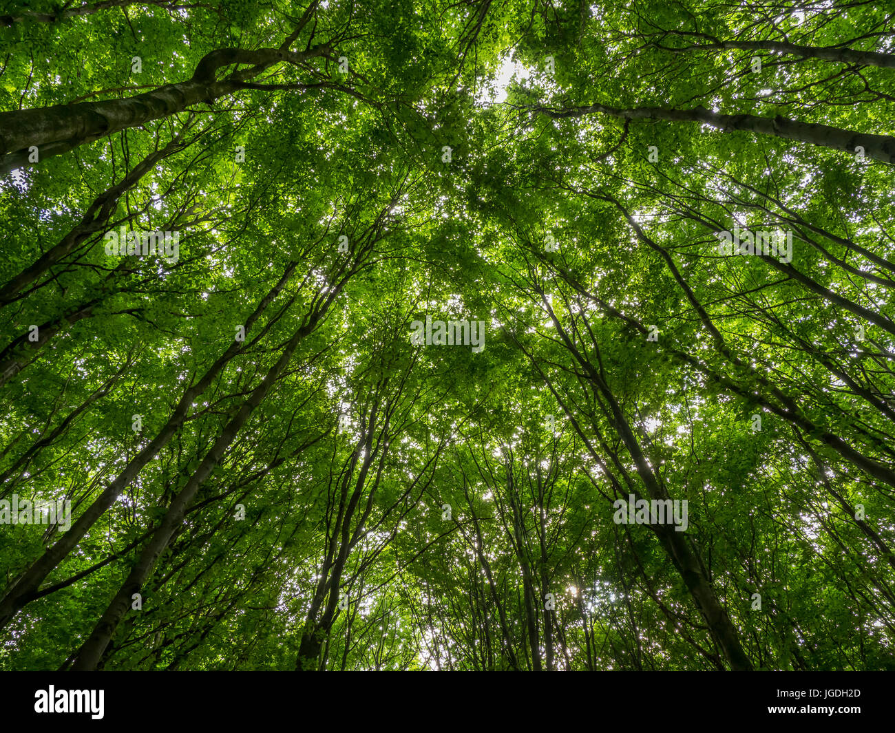 Treetops con fresche foglie verdi nella foresta di faggio in primavera Foto Stock