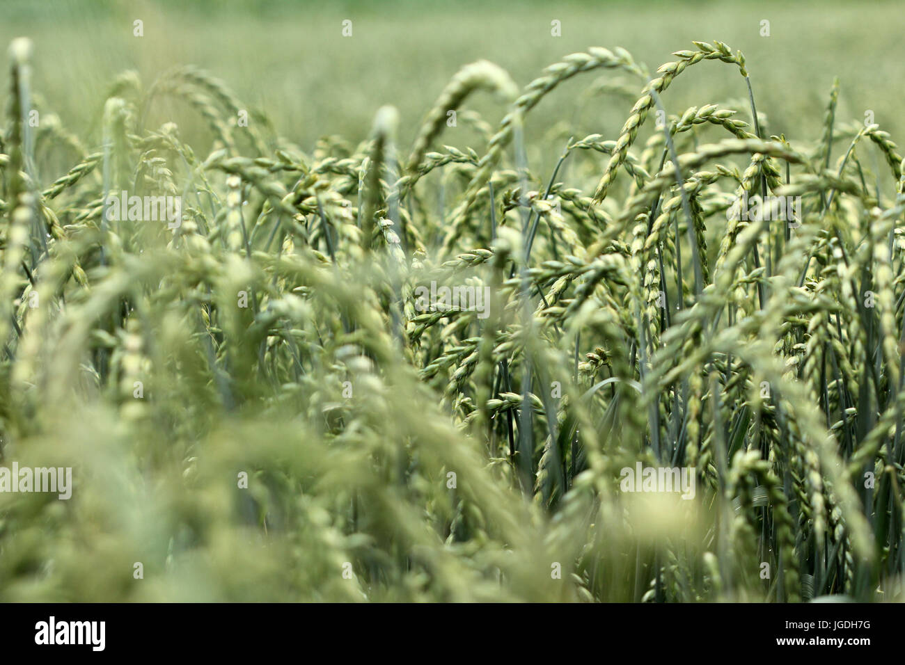 Campo di grano e farro, raccolto Foto Stock