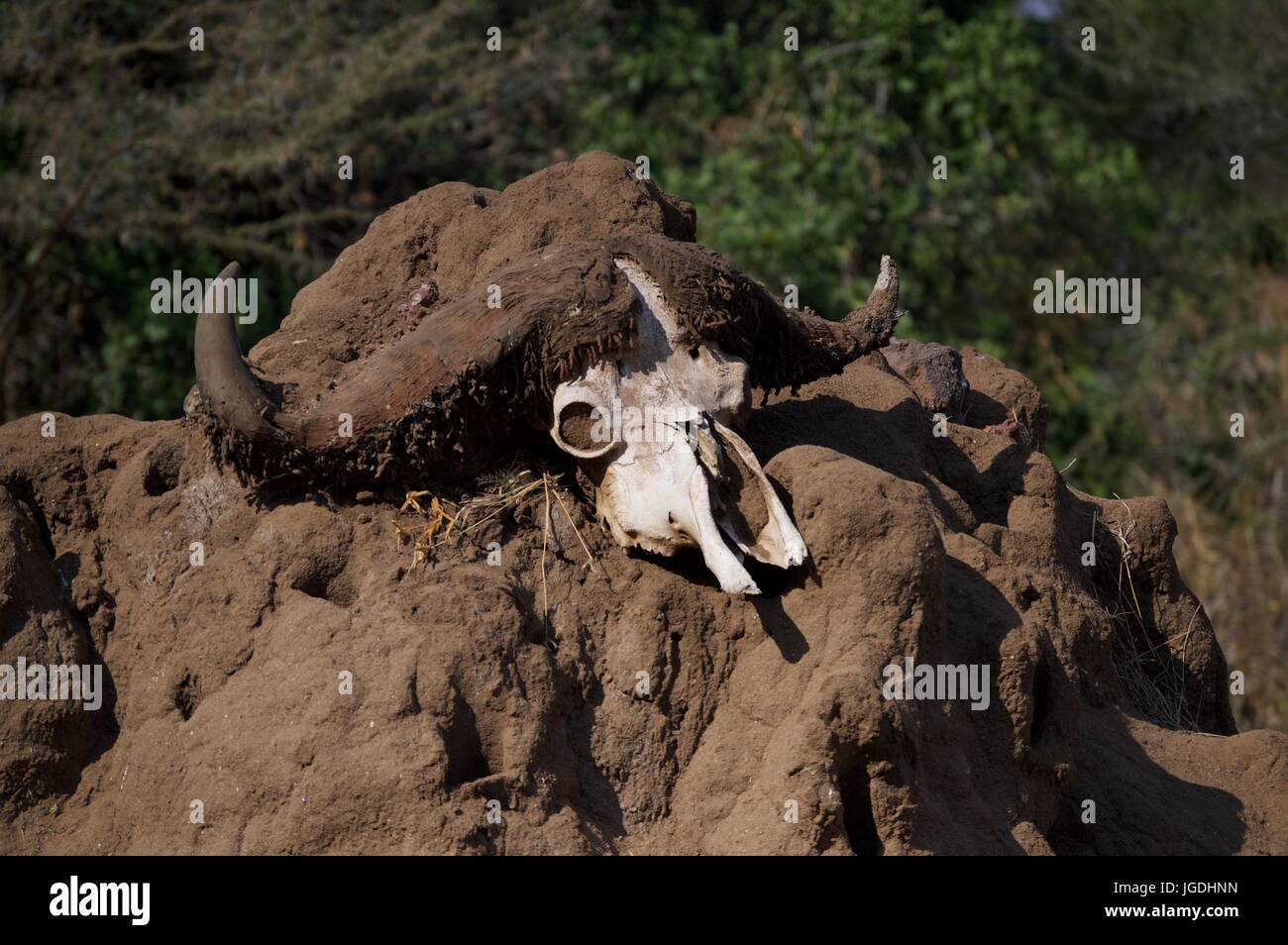 Cranio di Buffalo su una roccia, Lake Manyara National Park, Tanzania Foto Stock