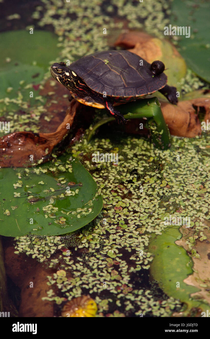 Dipinto di tartaruga, John Heinz National Wildlife Refuge, Pennsylvania Foto Stock