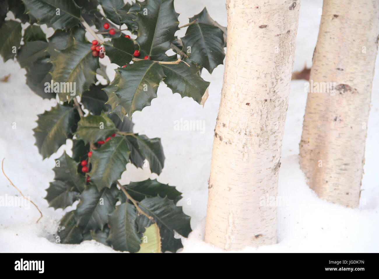 Ilex aquifolium, holly tree, Lincoln highline, Manhattan, New York, Stati Uniti Foto Stock