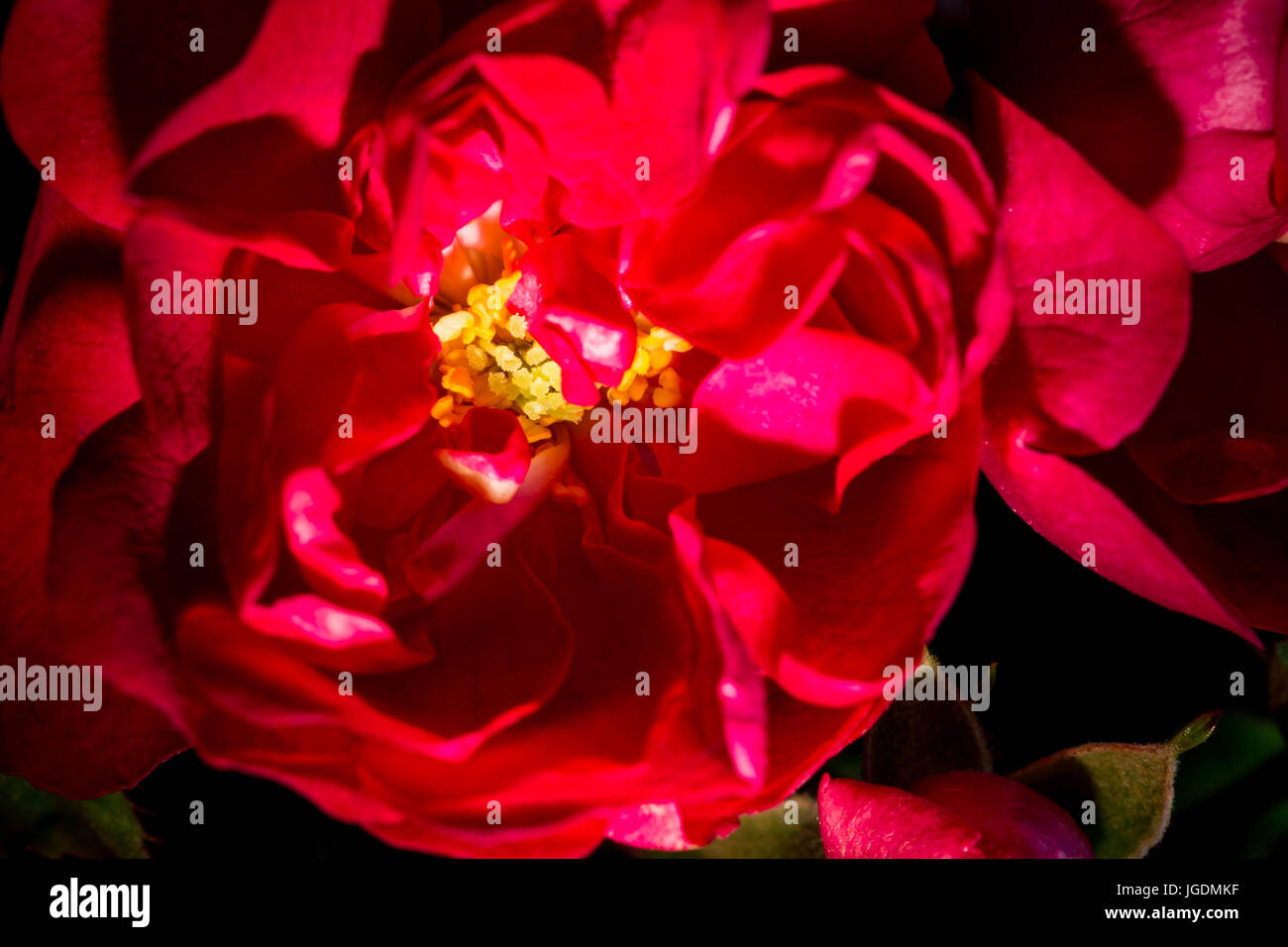 Macro shot di Red Rose Foto Stock