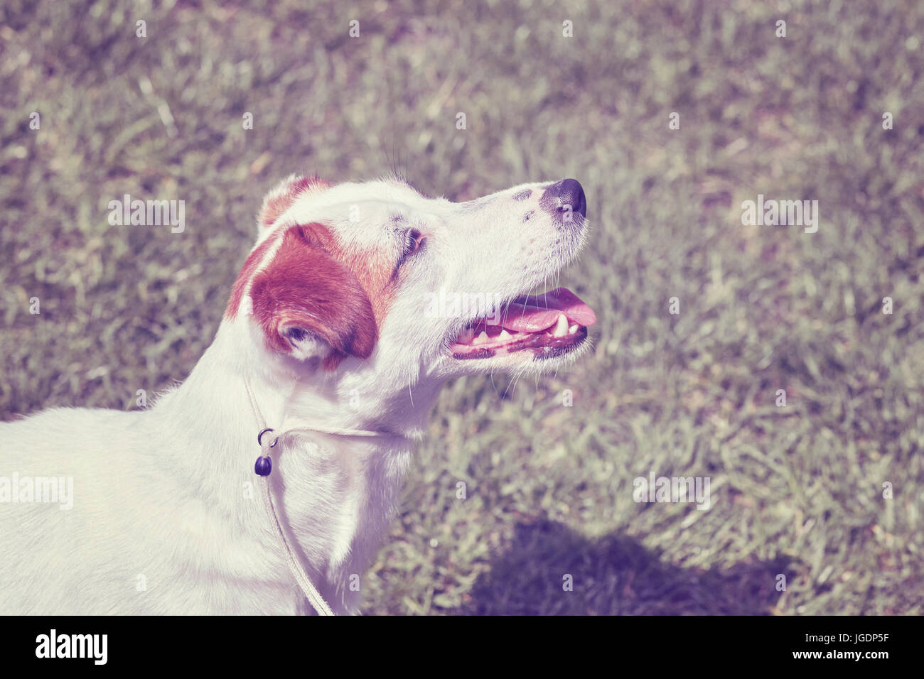 Il colore nei toni del ritratto di una giovane Jack Russell Terrier. Foto Stock
