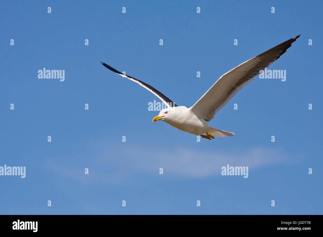 Aringa gabbiano, Larus fuscus, Heringsmöwe (Larus fuscus) Foto Stock