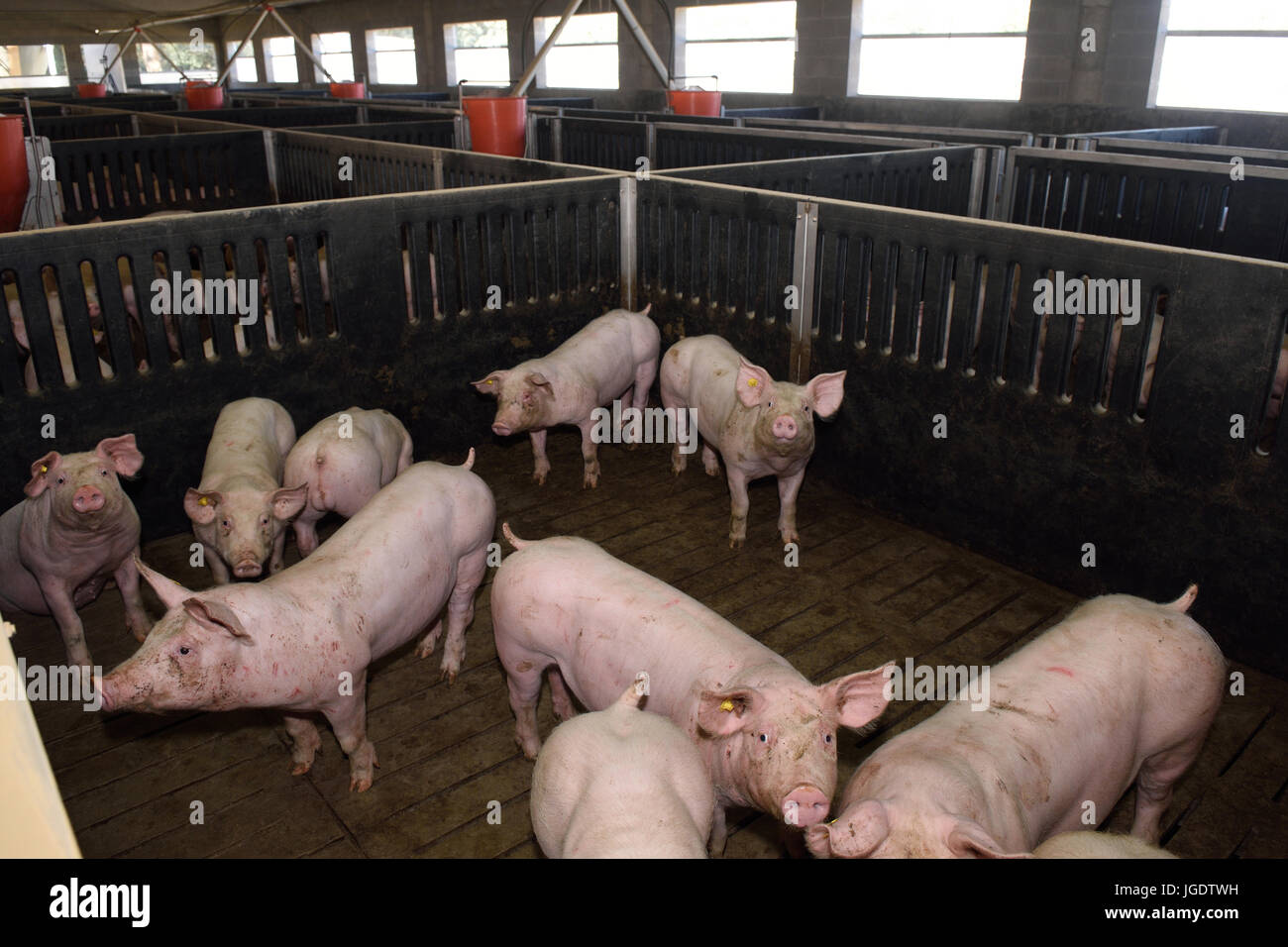 All'interno di un allevamento di suini da ingrasso Foto Stock