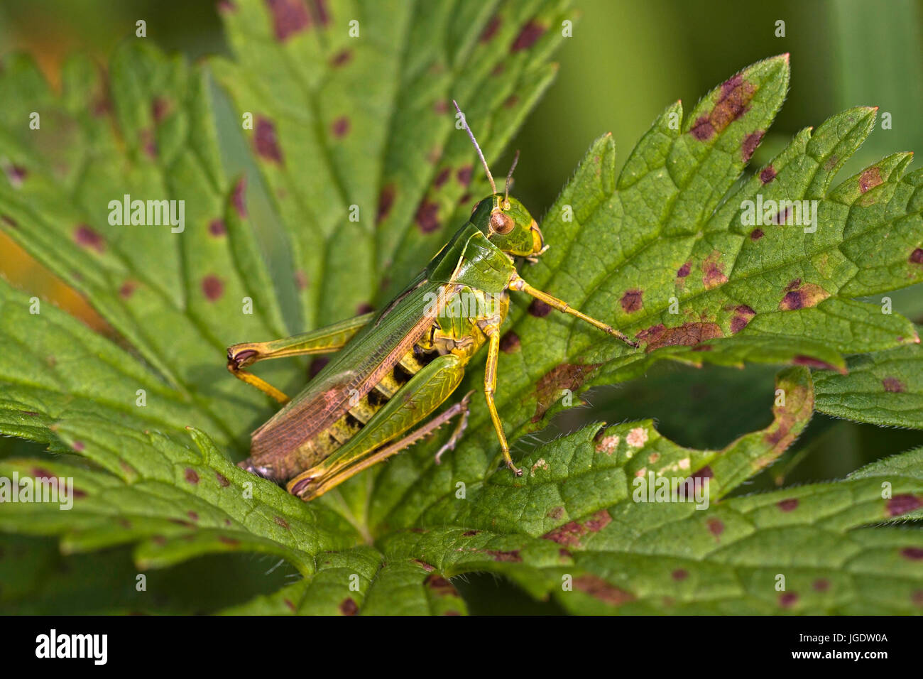 Grasshopper colorati, Omocestus viridulus, Bunter Grashüpfer (Omocestus viridulus) Foto Stock