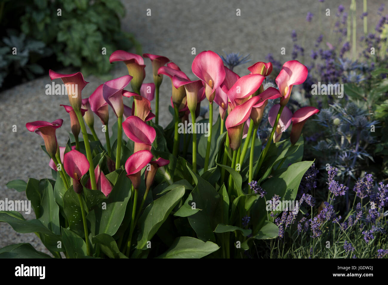 Magenta Cala Gigli in sul bordo: il Centro per la salute mentale giardino alla RHS Hampton Court Palace Flower Show, luglio 2017, Est Molesley, Surrey, Foto Stock