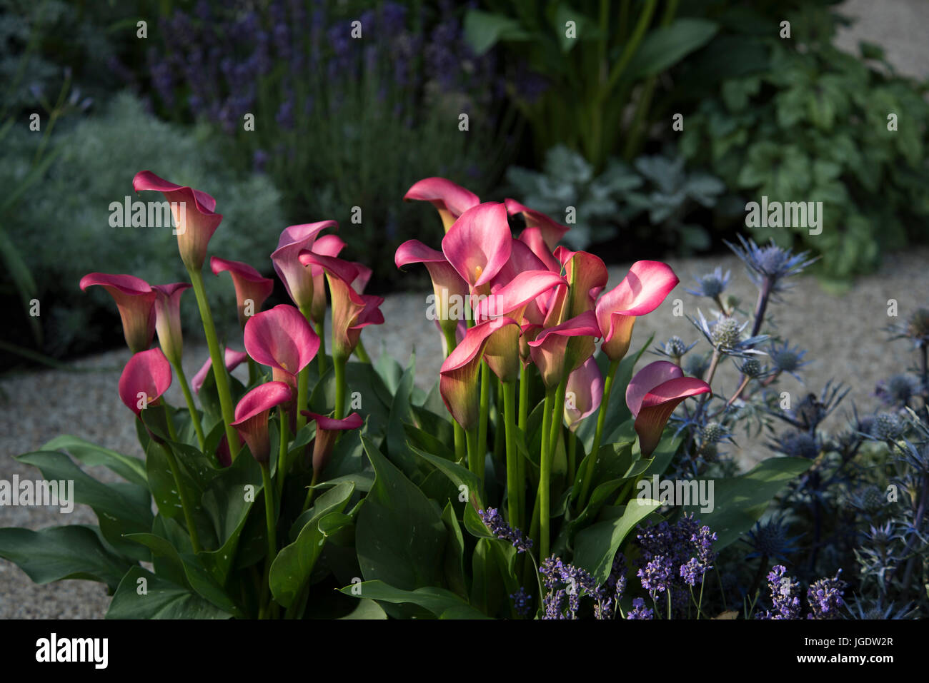 Magenta Cala Gigli in sul bordo: il Centro per la salute mentale giardino alla RHS Hampton Court Palace Flower Show, luglio 2017, Est Molesley, Surrey, Foto Stock