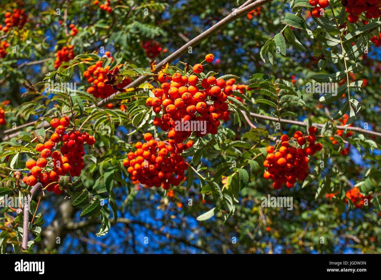 Rowanberry, Sorbus aucuparia, Vogelbeere (Sorbus aucuparia) Foto Stock