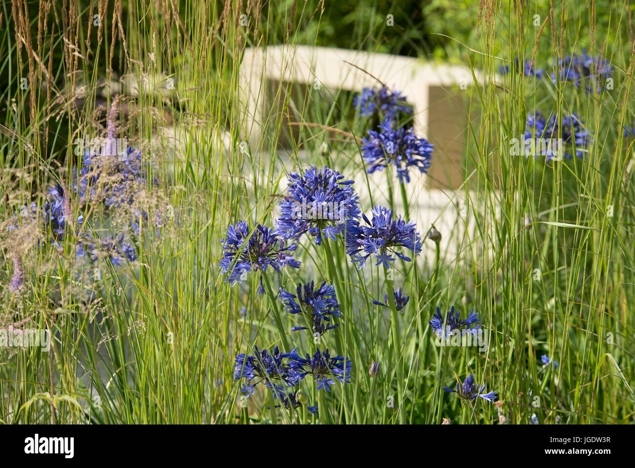 Agapnthus "Navy Blue' e Miscanthus sinensis 'Gracillimus' nel Santuario perenne giardino progettato da Tom Massey alla RHS Hampton Court Palace F Foto Stock