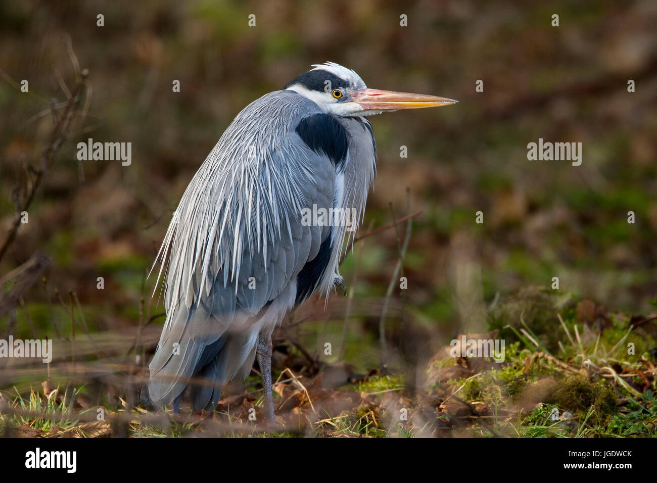 Airone cenerino, Ardea cinerea, Graureiher (Ardea cinerea) Foto Stock